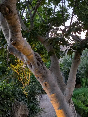 branching tree with yellowish light from below creating a warm and cosy feeling