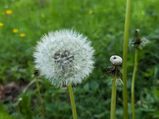 dandelion and right next to it a dandelion without flower stems
