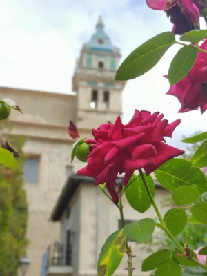 flower in front of church