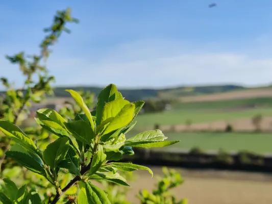 green leaves hang from the side into the picture with a peaceful summer landscape blurred in the background