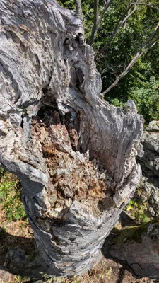 hollow and rotten tree not much taller than 1 metre