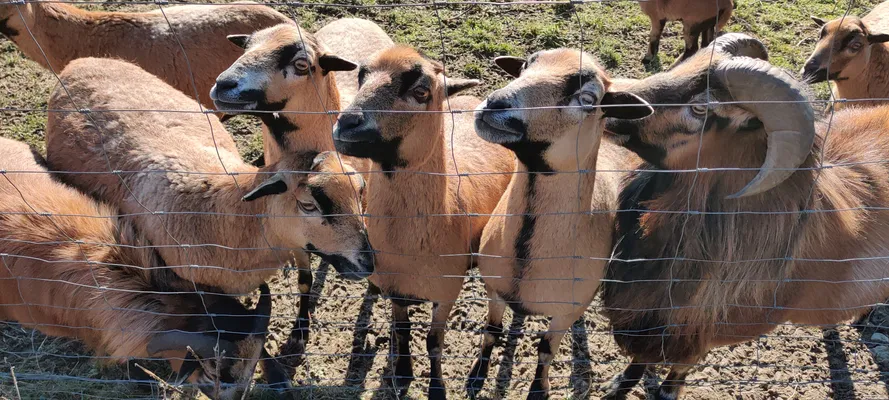 many goats peeking out sweetly from behind a fence