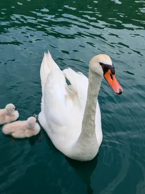 mother goose with two cute goslings