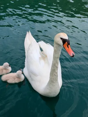 mother goose with two cute goslings