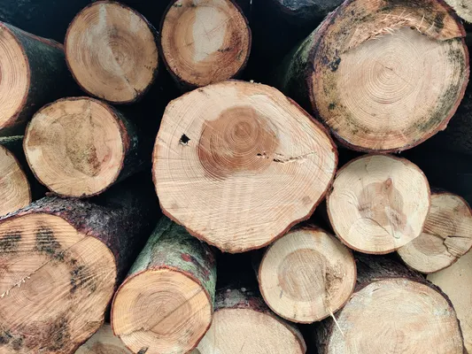 my profile picture and also a pile of cut logs