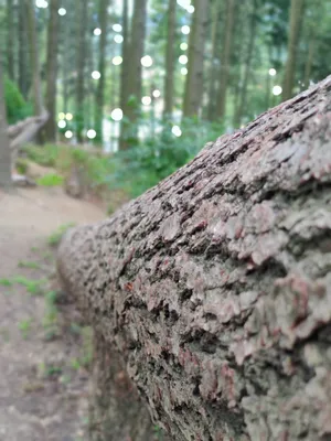 tree trunk that has been felled lies in the green gloomy forest